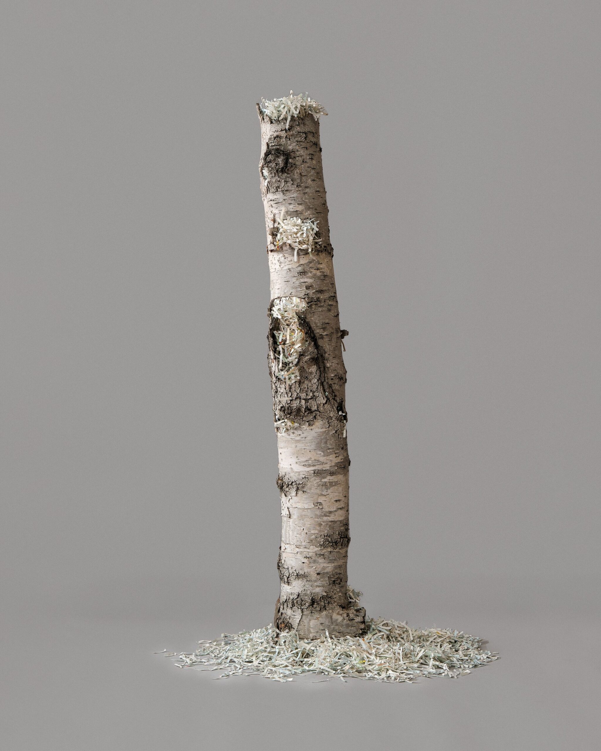 Paper birch