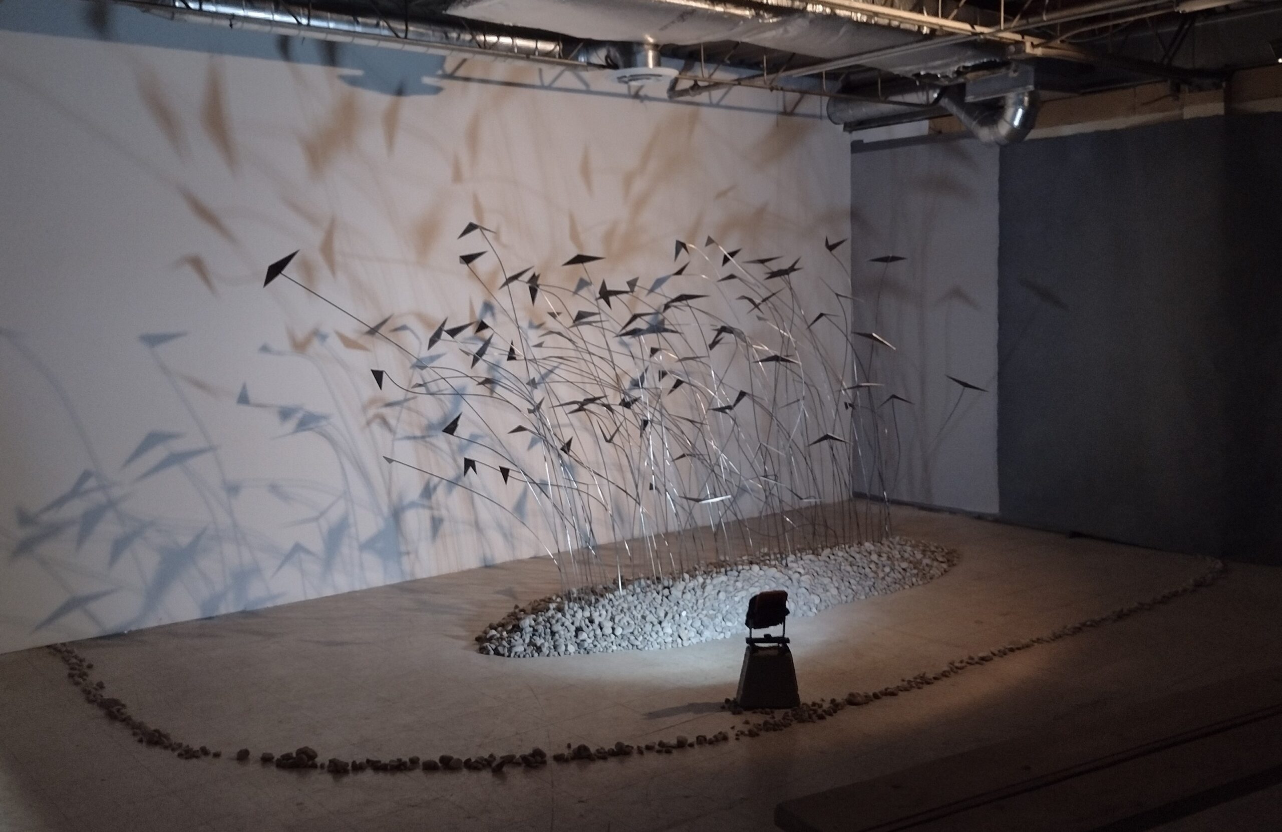 What we are learning from the animals